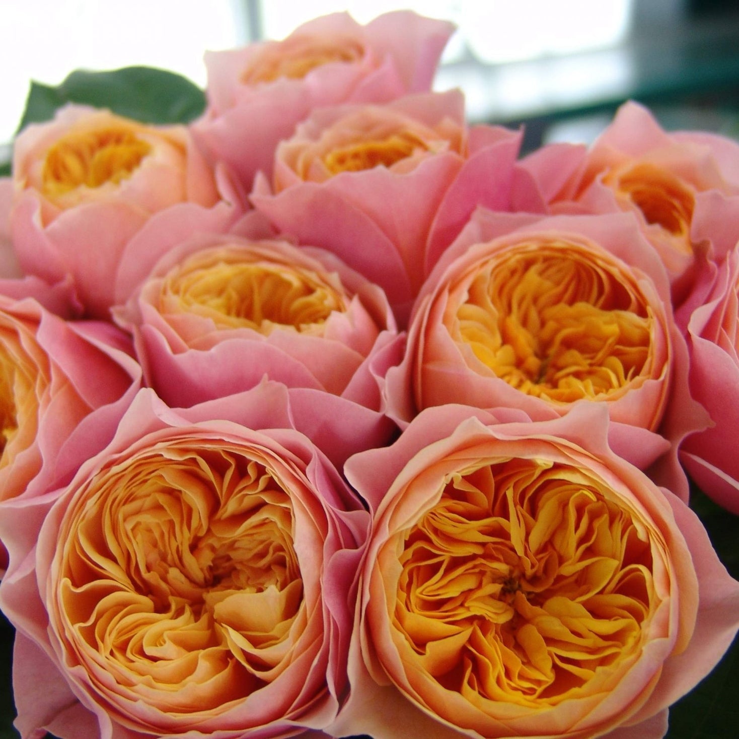 Trandafir "Vuvuzela", la Ghiveci 3L, Anul 2, 1 Bucata