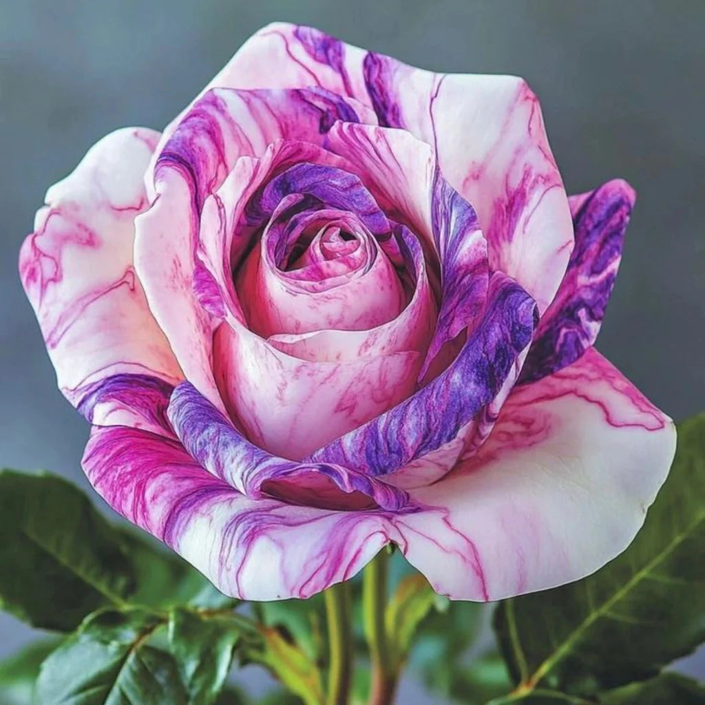 Trandafir Blossom cu flori bogate și elegante, cultivat de Regatul Plantelor
