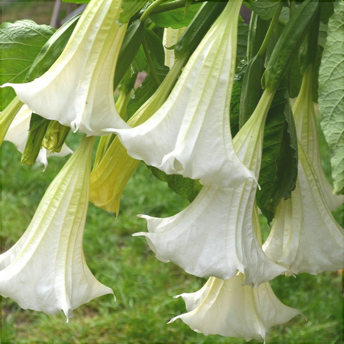 Trompeta Ingerilor "Brugmansia, Alb, la Ghiveci de 3L, 1 Bucata