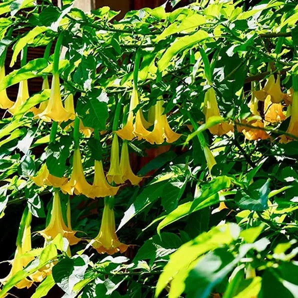 Trompeta Ingerilor "Brugmansia", Galben, la Ghiveci de 3L, 1 Bucata