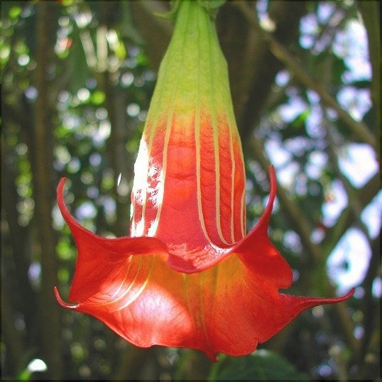 Trompeta Ingerilor "Brugmansia", Rosu, la Ghiveci de 3L, 1 Bucata
