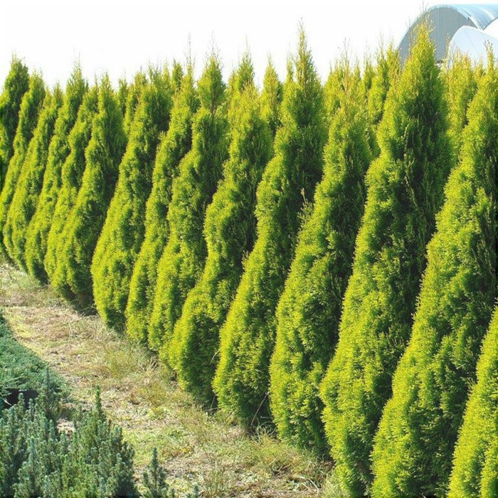 Tuia Occidentalis Gold la Ghiveci de 5 litri, 1 Bucata