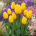 Bulbi de Lalele Jan van Nes 5 buc