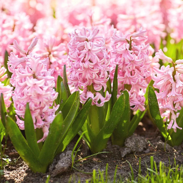 Bulbi de Zambile „Pink Pearl” 2 buc – bulbi de flori, fotografia 4 | Regatul Plantelor