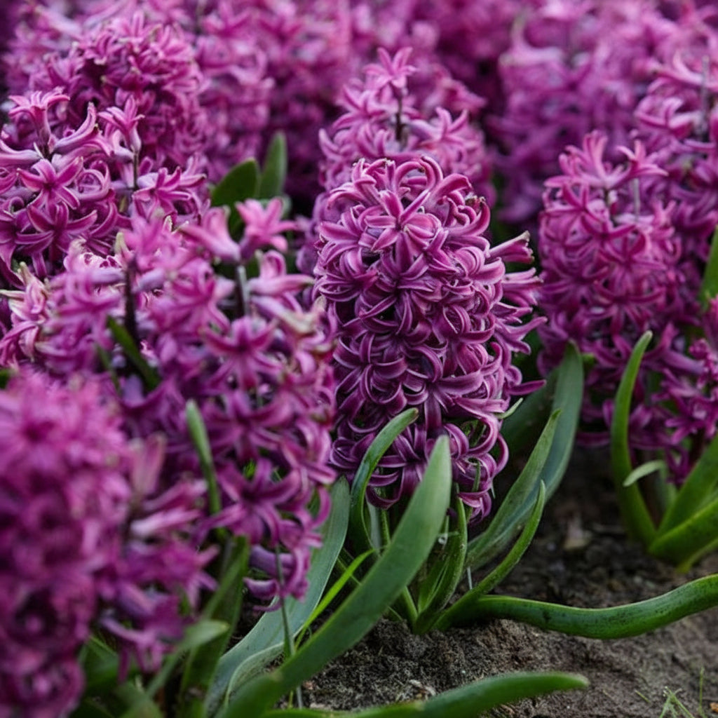 Bulbi de Zambile "Purple Sensation" 2 buc