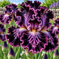 Bulbi Iris Germanica - Nocturnal Lace