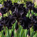 Bulbi Iris Germanica - Hades'Tear