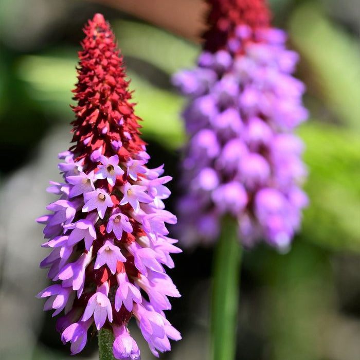 Primula ''Vialii''
