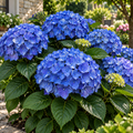 Hortensia Macrophylla "Bodensee" ghiveci 10 L