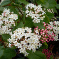 Viburnum "Gwenllian" (Bulgărele de Zăpadă)