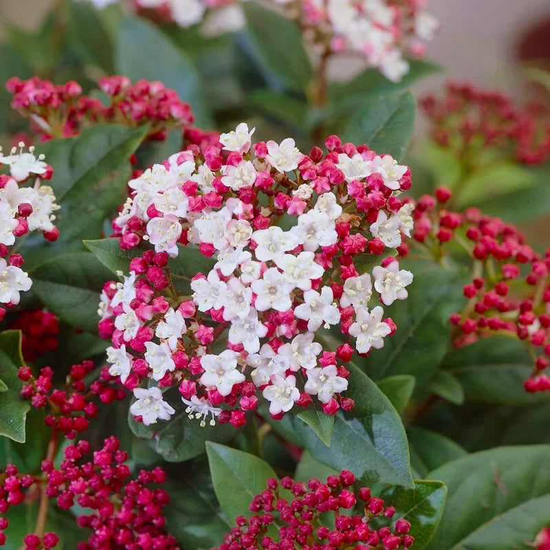 Viburnum "Gwenllian" (Bulgărele de Zăpadă)