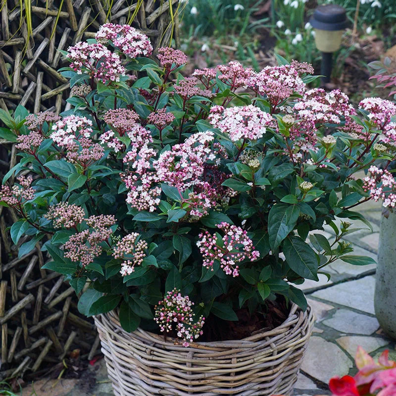 Viburnum "Spirit" (Bulgărele de Zăpadă)