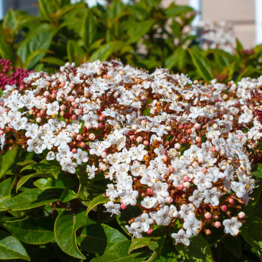 Viburnum "Spirit" (Bulgărele de Zăpadă)