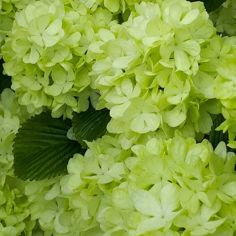 Viburnum "Magical Spring Glory" (Bulgărele de Zăpadă)