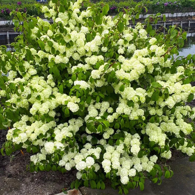 Viburnum "Magical Spring Glory" (Bulgărele de Zăpadă)