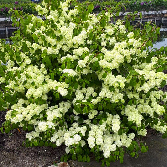Viburnum "Magical Spring Glory", 80 - 100 cm