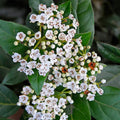 Viburnum "Tinus" (Bulgărele de Zăpadă)