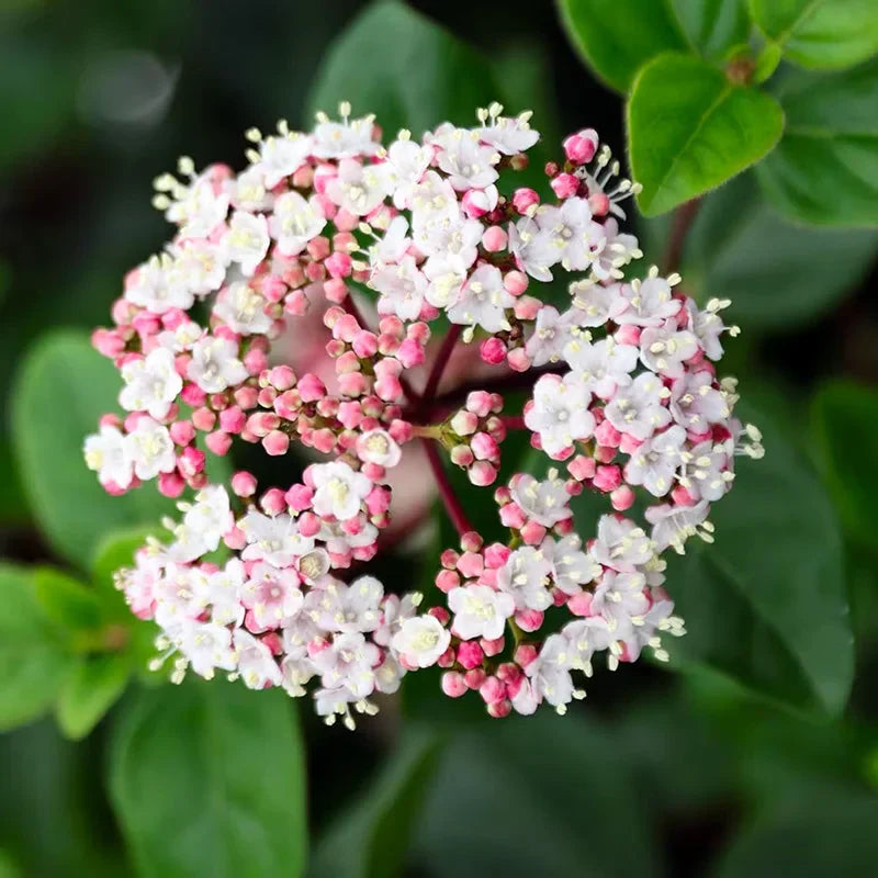 Viburnum "Tinus" (Bulgărele de Zăpadă)