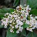 Viburnum "Eve Price" (Bulgărele de Zăpadă)