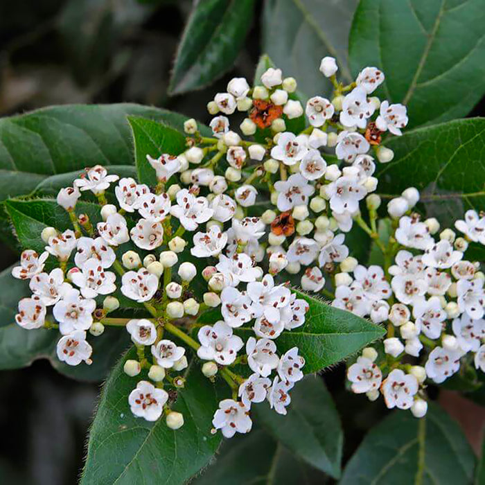 Viburnum 'Eve Price'(Bulgarele de Zapada)