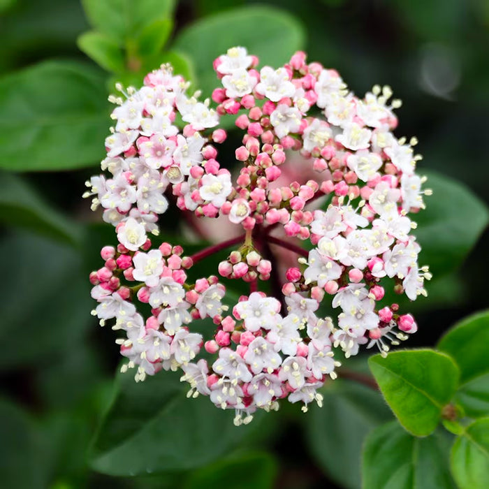 Viburnum 'Eve Price'(Bulgarele de Zapada)