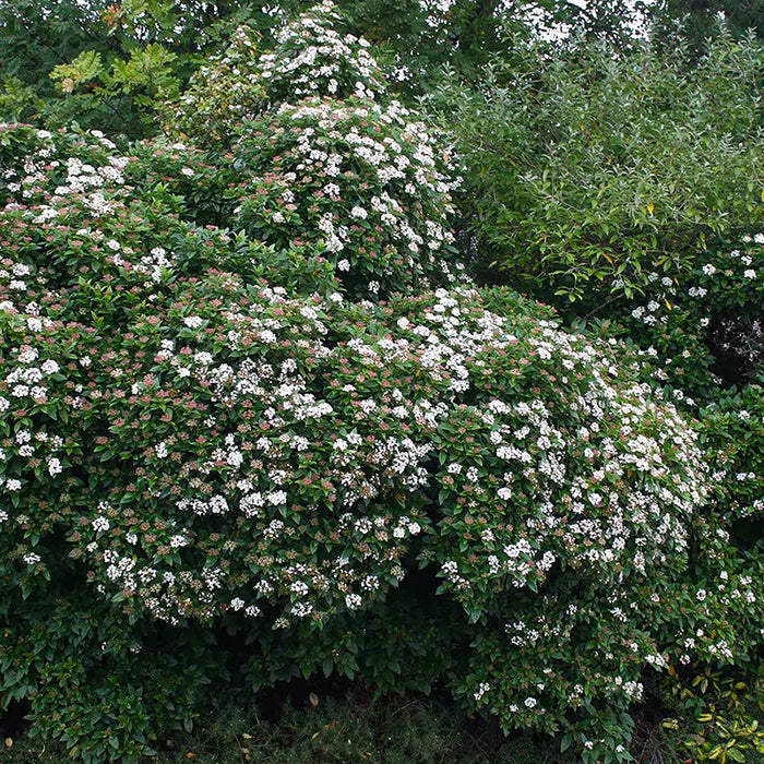 Viburnum 'Eve Price'(Bulgarele de Zapada)