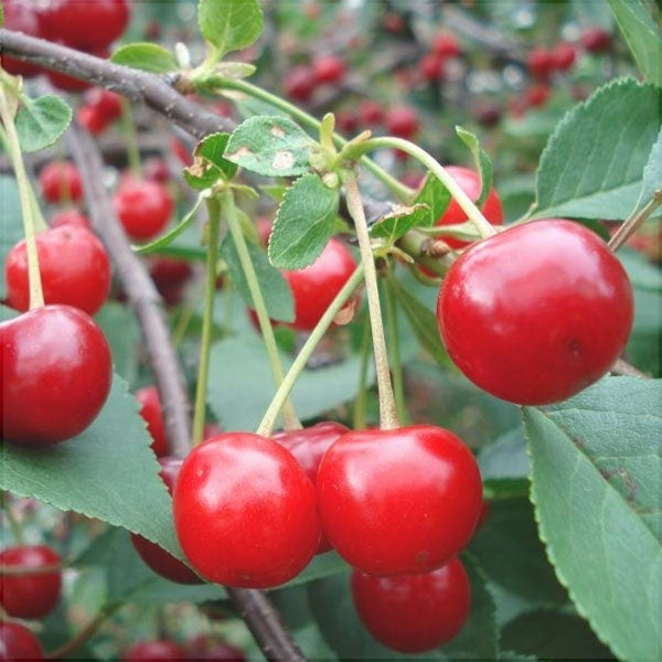 Pomi Fructiferi - Visin Crisana - Anul 3 - 1 buc - Regatul Plantelor