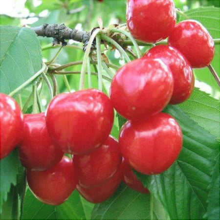 Pomi Fructiferi - Visin Crisana - Anul 3 - 1 buc - Regatul Plantelor