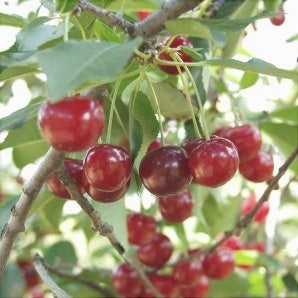 Pomi Fructiferi - Visin Crisana - Anul 3 - 1 buc - Regatul Plantelor