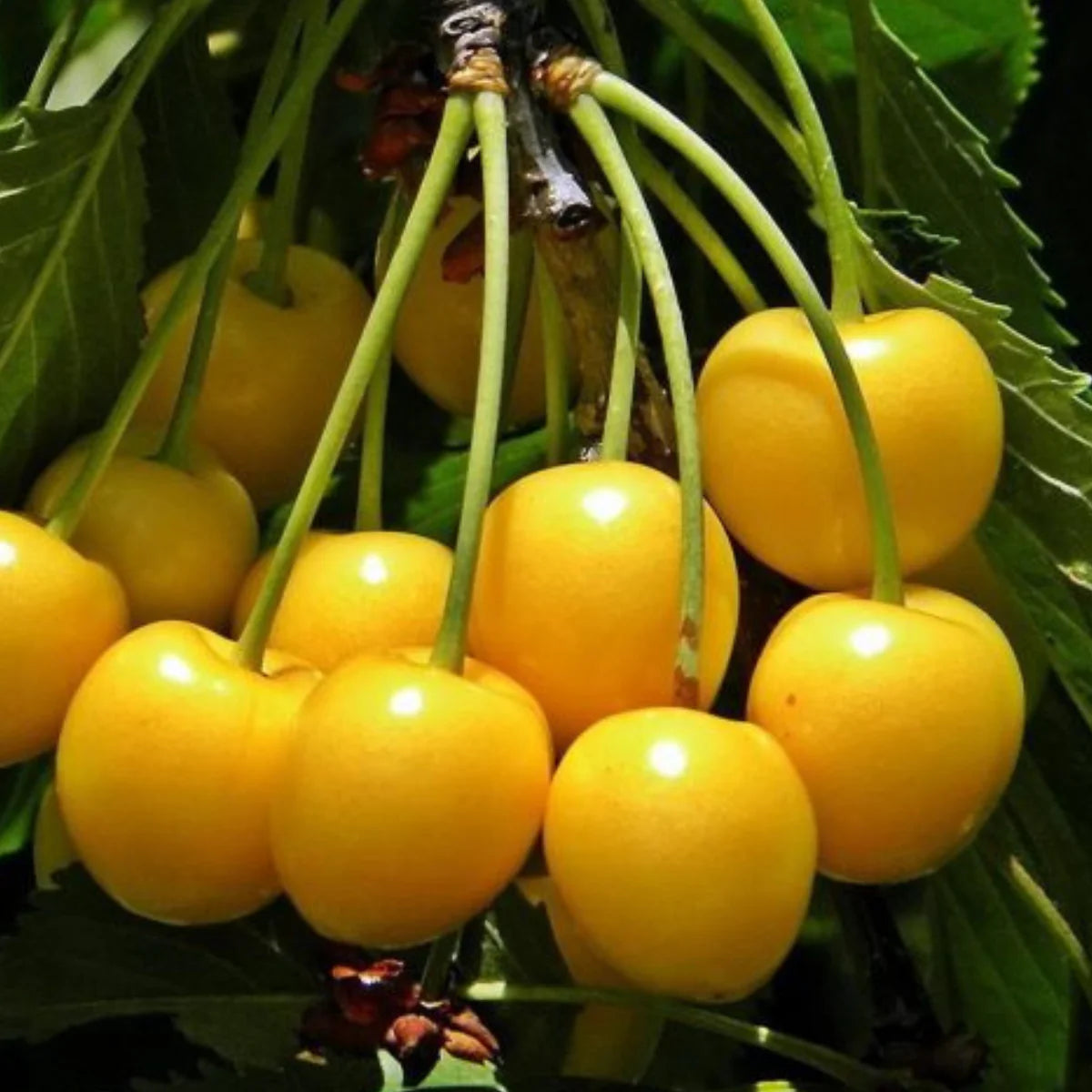 Pomi Fructiferi - Visin Galben - Anul 3 - 1 buc - Regatul Plantelor