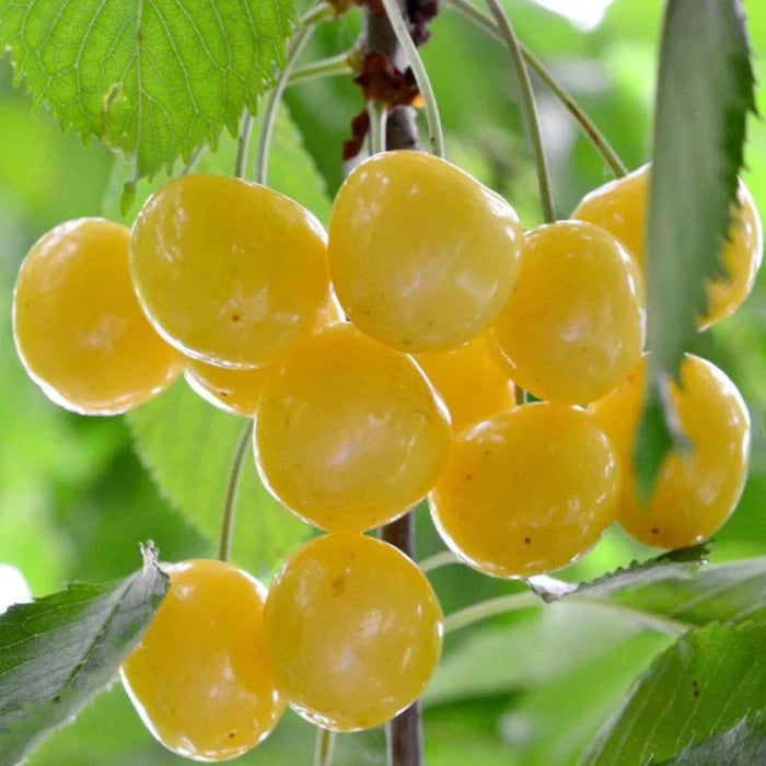 Pomi Fructiferi - Visin Galben - Anul 3 - 1 buc - Regatul Plantelor