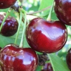 Pomi Fructiferi - Visin Hibrid de Voluntari - Anul 3 - 1 buc - Regatul Plantelor