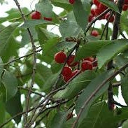 Pomi Fructiferi - Visin Hibrid de Voluntari - Anul 3 - 1 buc - Regatul Plantelor