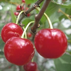 Pomi Fructiferi - Visin Ilva - Anul 3 - 1 buc - Regatul Plantelor