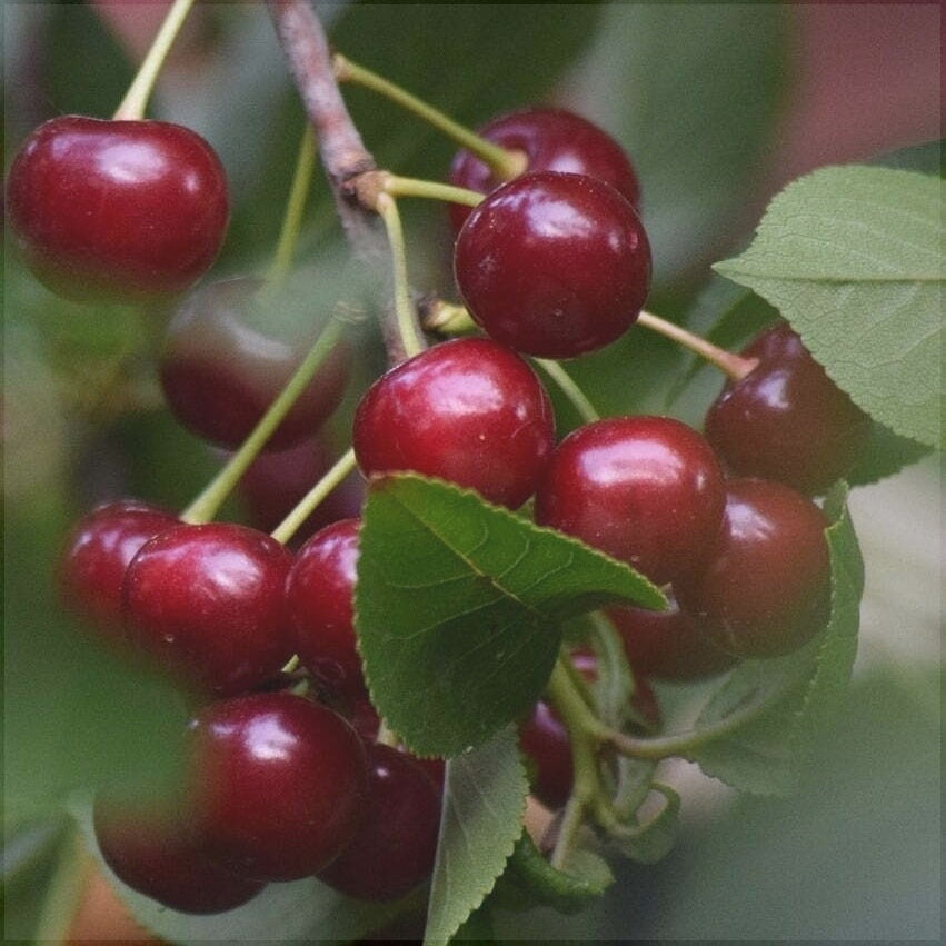 Pomi Fructiferi - Visin Ilva - Anul 3 - 1 buc - Regatul Plantelor
