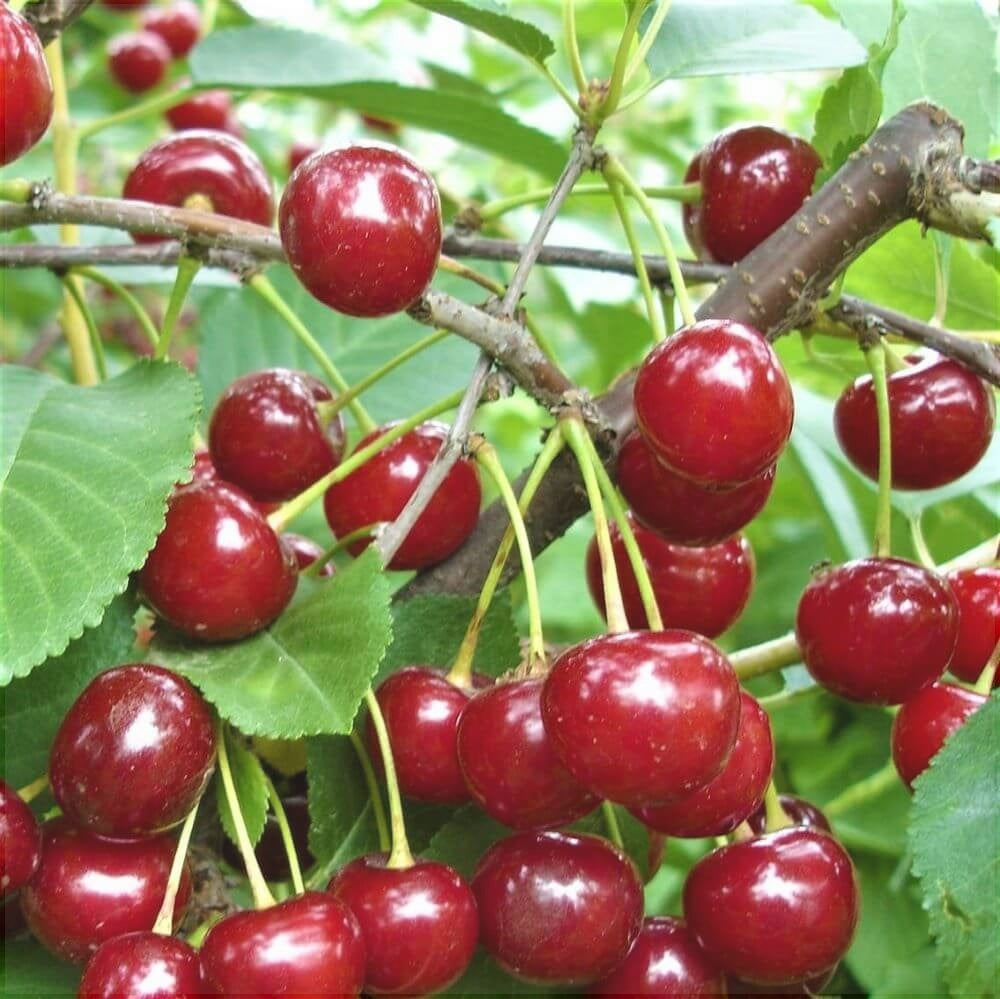 Pomi Fructiferi - Visin Meteor - Anul 3 - 1 buc - Regatul Plantelor