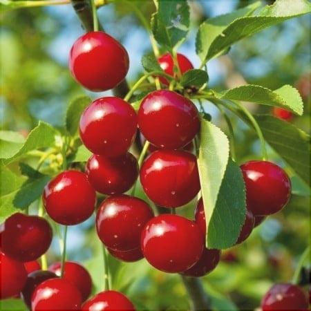 Pomi Fructiferi - Visin Meteor - Anul 3 - 1 buc - Regatul Plantelor