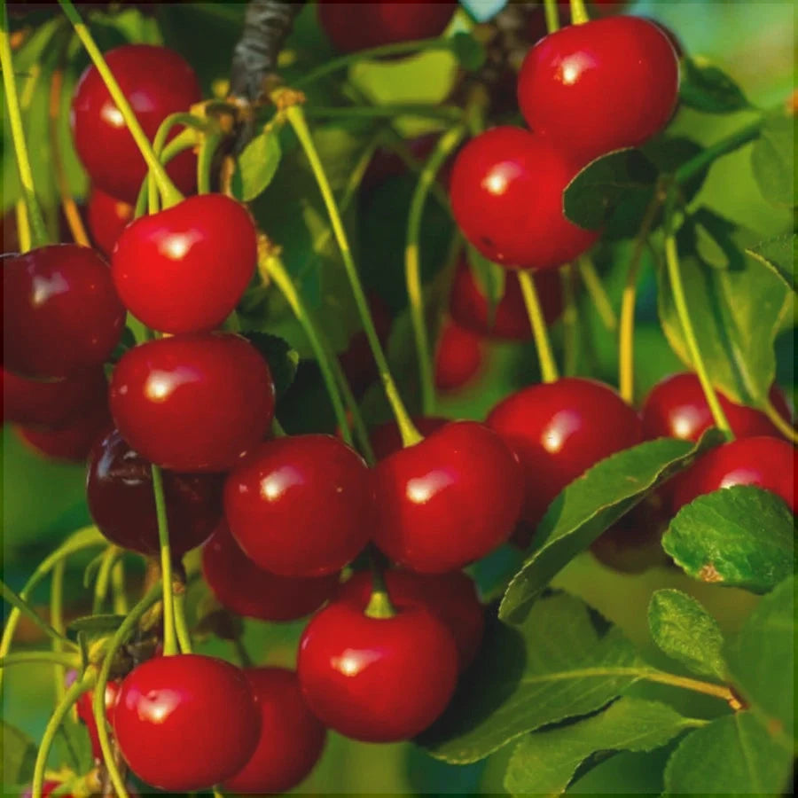 Pomi Fructiferi - Visin Meteor - Anul 3 - 1 buc - Regatul Plantelor