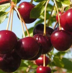 Pomi Fructiferi - Visin Morella Neagra - Anul 3 - 1 buc - Regatul Plantelor