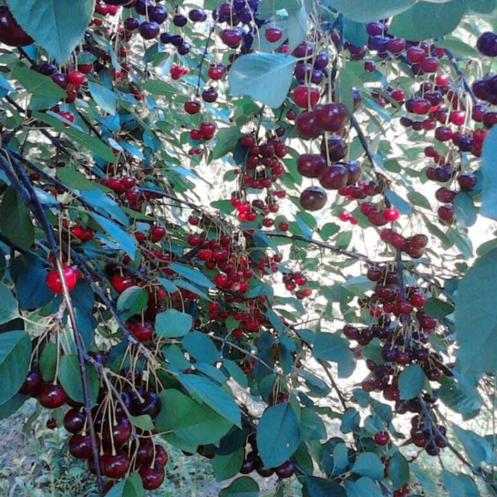 Pomi Fructiferi - Visin Morella Neagra - Anul 3 - 1 buc - Regatul Plantelor