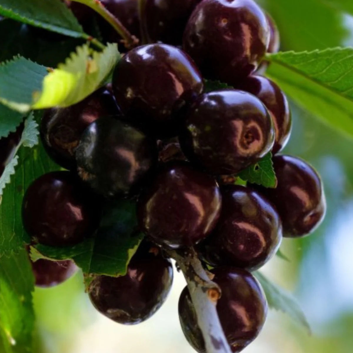 Pomi Fructiferi - Visin Morella Neagra - Anul 3 - 1 buc - Regatul Plantelor