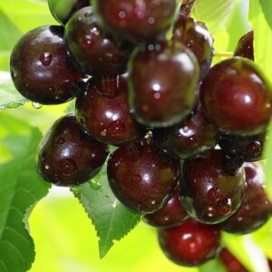 Pomi Fructiferi - Visin Morella Neagra - Anul 3 - 1 buc - Regatul Plantelor