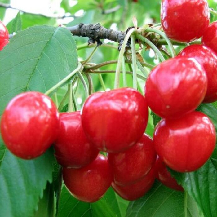 Pomi Fructiferi - Visin Nana - Anul 3 - 1 buc - Regatul Plantelor