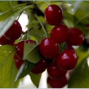 Pomi Fructiferi - Visin Nana - Anul 3 - 1 buc - Regatul Plantelor