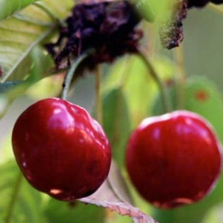 Pomi Fructiferi - Visin Nana - Anul 3 - 1 buc - Regatul Plantelor