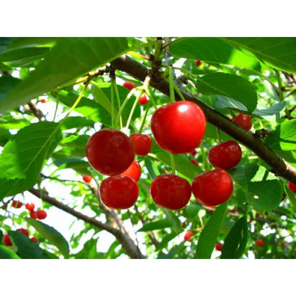 Pomi Fructiferi - Visin Nana - Anul 3 - 1 buc - Regatul Plantelor