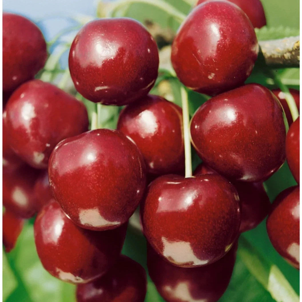 Pomi Fructiferi - Visin North Star - Anul 3 - 1 buc - Regatul Plantelor