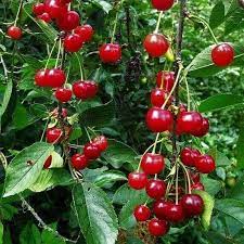 Pomi Fructiferi - Visin North Star - Anul 3 - 1 buc - Regatul Plantelor