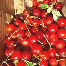 Pomi Fructiferi - Visin Precoce de Eard - Anul 3 - 1 buc - Regatul Plantelor