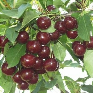 Pomi Fructiferi - Visin Precoce de Eard - Anul 3 - 1 buc - Regatul Plantelor